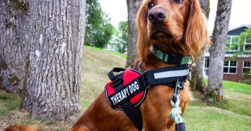 Mental health service dogs 101: What you need to know about alert dogs, emotional support animals, and others