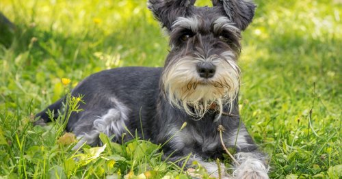 These are the best hypoallergenic dogs for people with allergies