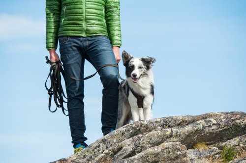 Outdoor dangers for dogs: 5 seemingly safe things that can harm your furry friend