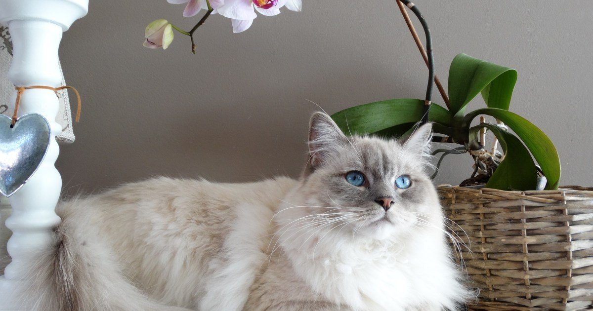 Cats! cover image