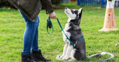 Don’t make these common mistakes when disciplining your new puppy
