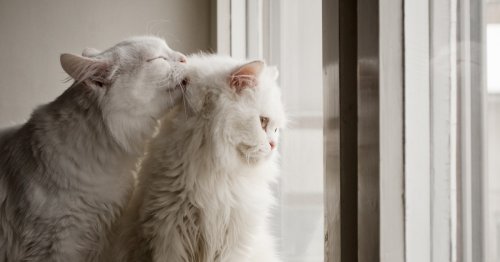 Why do cats groom each other? Weird cat behavior explained