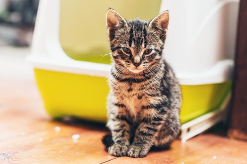 How to introduce a new litter box to your cat: Our top tips