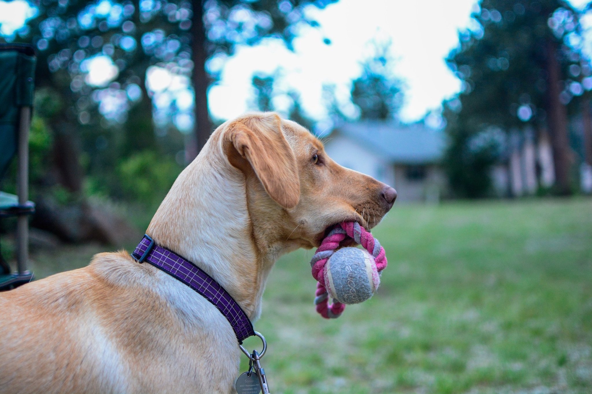 How to teach a dog to fetch in 5 easy steps