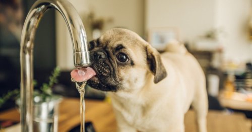 Does your dog drink a lot of water? Here’s when you should be concerned