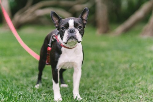 9 Boston terrier facts to know before you bring one into your life