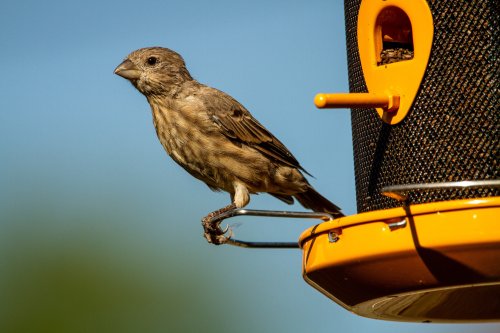 Try out these 6 different kinds of best bird feeders to attract your feathered friends