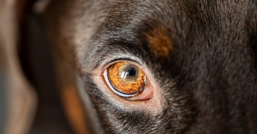 Why do dogs get eye boogers? What you need to know about this common problem (and when you should be concerned)