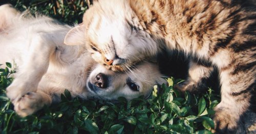 These 11 dog breeds get along with cats (most of the time)