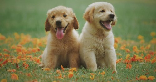 What is littermate syndrome? Why this puppy bond can be a problem