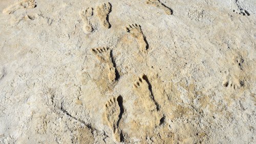 Human tracks may be earliest evidence of people in North America