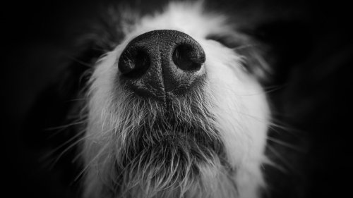 6 stinking cool facts about dog noses