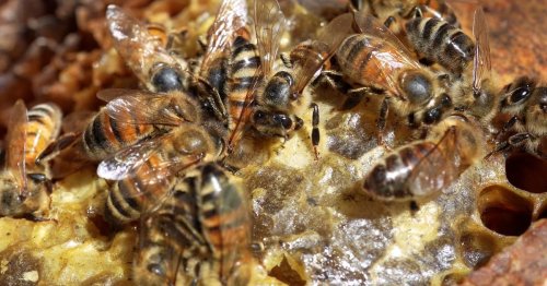 Assignment: Maine | Beekeeping