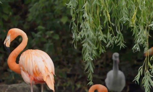 Gay flamingo dads raise abandoned chick and maybe the world isn’t terrible after all