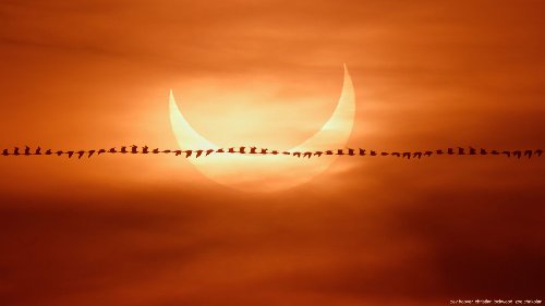 Photographer captures abstract bird flyby in front of the magnificent solar eclipse - DIY Photography