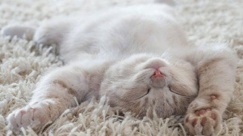 5 Ways Cats Make the Most Out of Naptime - Catster