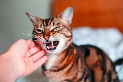 World's Most Aggressive Cats