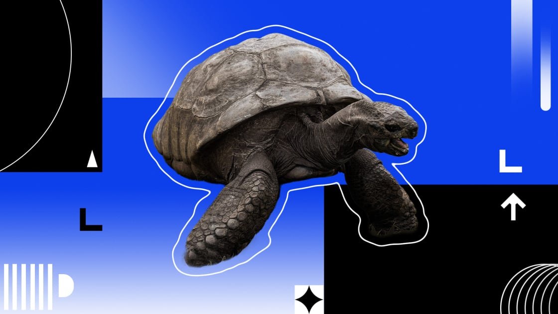 This Week in Cyber Mayhem: A Not-So-Dead Tortoise, a Very Alive Hack, and Free Money
