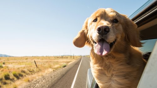 E-Auto vs. Diesel: Hunde haben einen klaren Favoriten