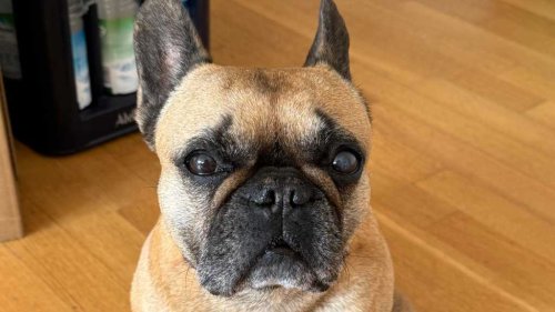 Hund soll Rundfunkbeitrag bezahlen