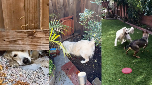 These Neighbours’ Dogs Were Best Friends, So They Had A Doggy Gate Installed In Their Fence