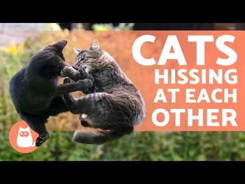 Why do cats hiss at each other | @EarthPedia