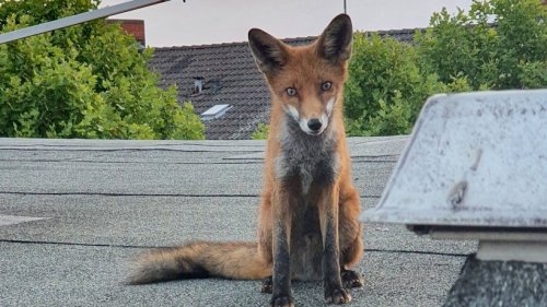 Ein Fuchs auf dem Dach - und das mitten in Berlin