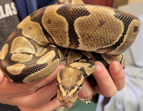 ‘It scared the crap out me,’ Pa. mechanic says about finding a ball python in vehicle’s engine
