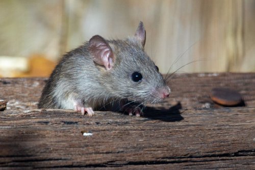 Pa. city No. 2 most rat-infested in the U.S.: Census