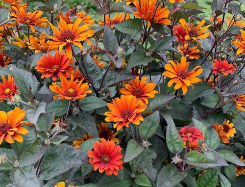 A native perennial that goes out in a tall blaze of glory: George’s Plant Pick of the Week