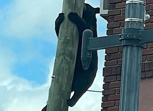 Bear climbs utility pole in center of northern N.J. town