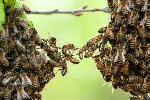 Man swarmed and killed by bees while cutting grass