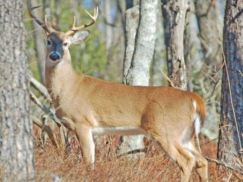 Man gets big surprise when his trophy 18-point buck turns out to not be a buck at all