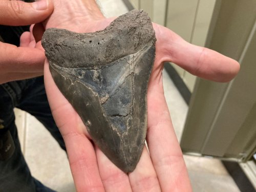 A 6-year-old boy discovers 4-inch-long megalodon tooth on UK beach