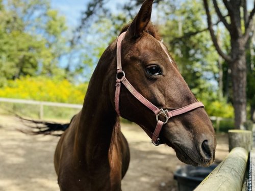 Horses seized in horrific central Pa. cruelty case available for adoption