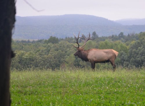 Pennsylvania elk watching season gets under way with annual Elk Expo