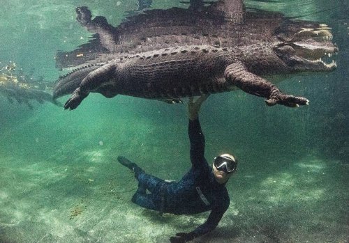 There’s a place in Florida where you can swim with alligators and not get eaten (ideally)