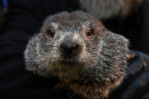 Groundhog Day 2023 9 Bits Of Punxsutawney Phil Trivia Flipboard