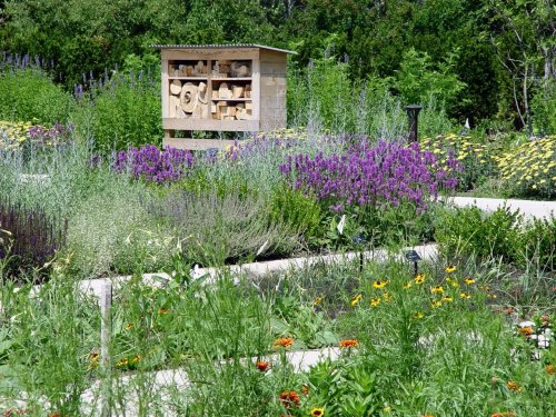 Your pollinator garden’s success may depend on bees you can’t identify