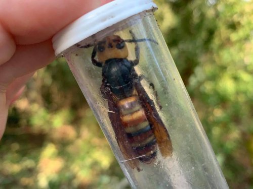 If you’re in Pennsylvania, there’s almost no chance you saw a murder hornet