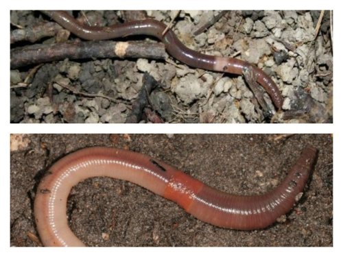 ‘Jumping snake worms’ are latest invasive species to be on the lookout for: report