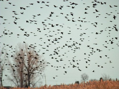 Where to get a heads-up on prime nights for bird migration across Pennsylvania