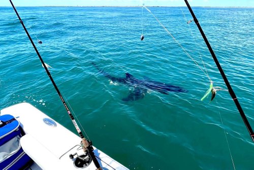 12-foot-long-great-white-shark-spotted-off-new-jersey-shore-flipboard