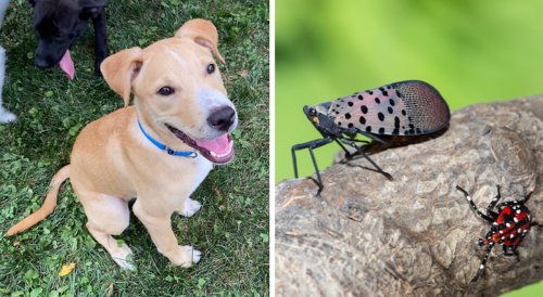 Will my dog get sick from eating spotted lanternflies? Here’s what experts say.