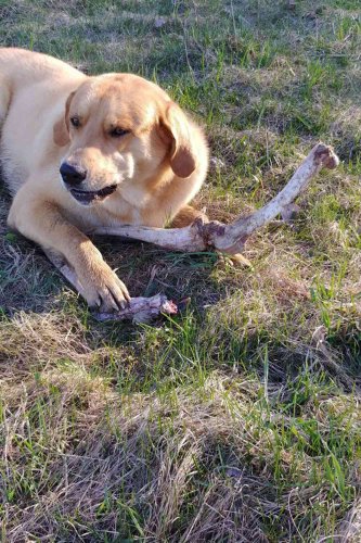 Bear Continuously 'Bribes' Guard Dog with Deer Bones So It Can Dig Through Family's Trash