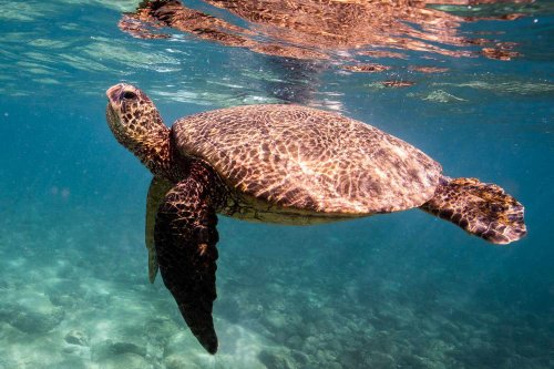 Trump Administration Opens Ocean Home of Endangered Sea Turtles for Commercial Fishing