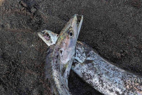 5-Foot-Long ‘Cannibal Fish’ with ‘Sharp Fang-Like Teeth’ Washes Up in Rare Sighting on Oregon Beach