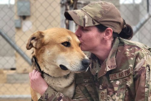 Air Force Sergeant Seeking Help with Adopting Stray Dog She Befriended During Her Deployment