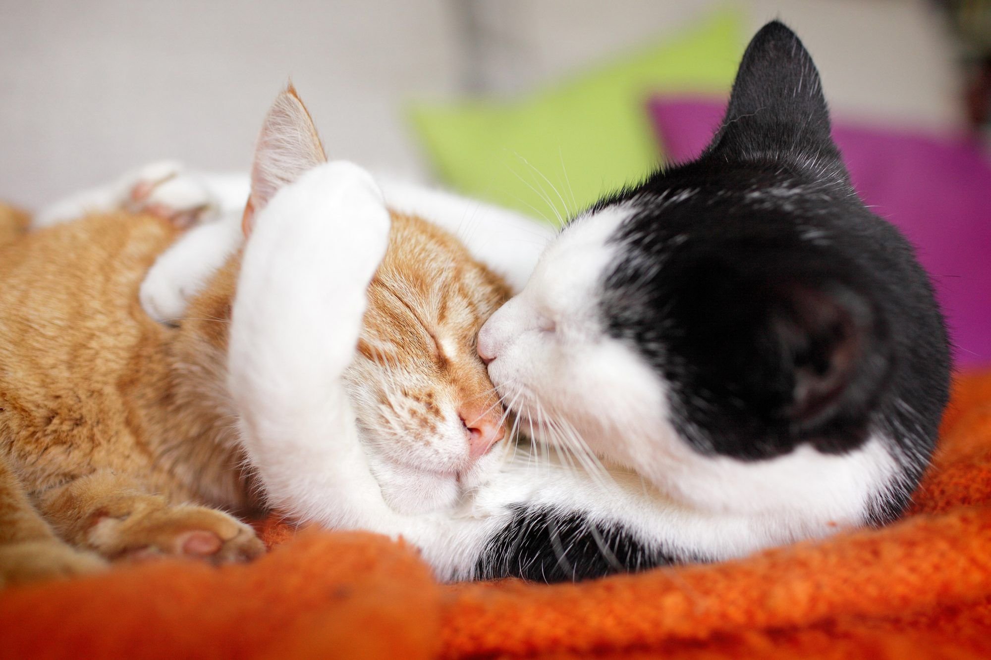 Does Your Cat Love You? 10 Unique Ways Felines Say Those Three Little Words