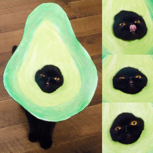Willow the Costumed Cat Wears Amazing Halloween Outfits All Year Round